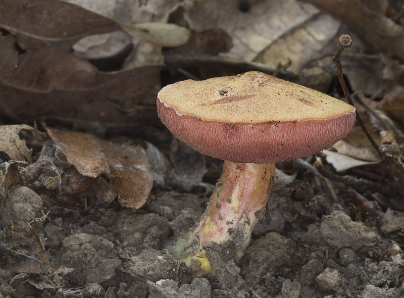 Rubinoboletus rubinus